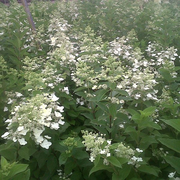 Mega Pearl Panicle Hydrangea