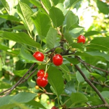 USDA Montmorency Cherry Tree