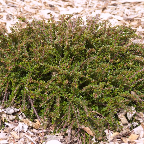 Tom Thumb Creeping Cotoneaster