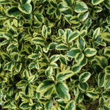 Variegated Boxwood