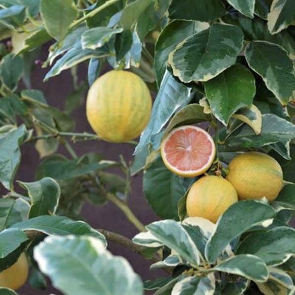 Variegated Pink Lemon Tree