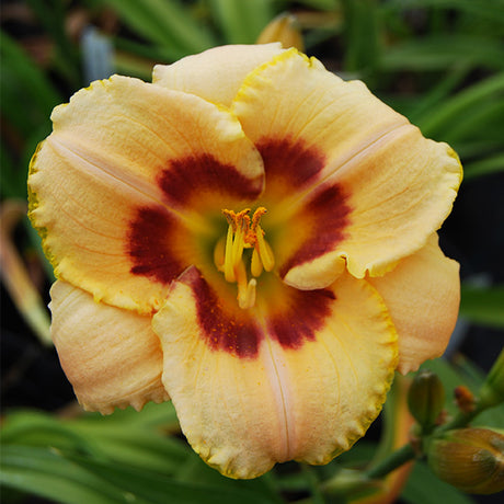 Custard Candy Daylily