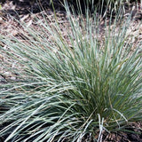 Blue Oat Grass