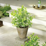 Chardonnay Pearls&reg; Deutzia