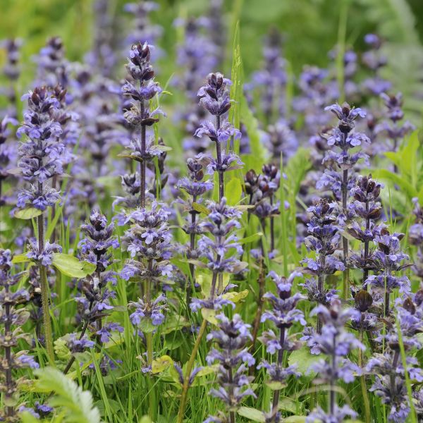 Bronze Beauty Ajuga