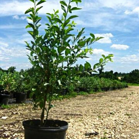 Powderblue Blueberry Bush