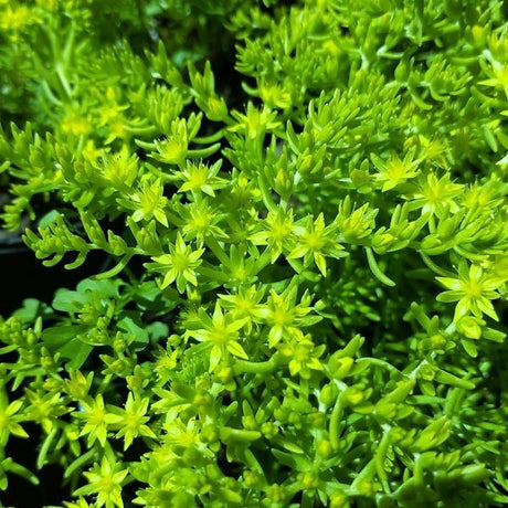 Lemon Ball Sedum