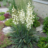 Adam's Needle Yucca