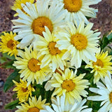 Banana Cream Shasta Daisy