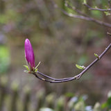 Magnolia Susan