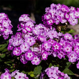 First Editions&reg; Grape Lollipop&trade; Phlox