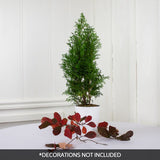 North Pole&reg; Arborvitae Holiday Tree