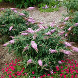 Pugster Pink&reg; Butterfly Bush