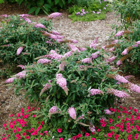 Pugster Pink&reg; Butterfly Bush