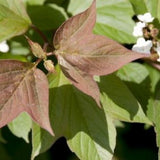 Redwing&reg;  American Cranberrybush Viburnum