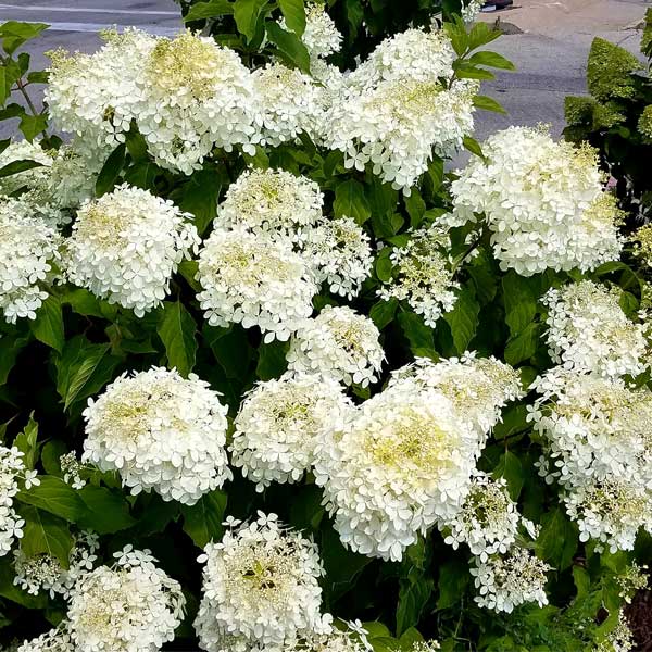 Phantom Panicle Hydrangea Tree Form