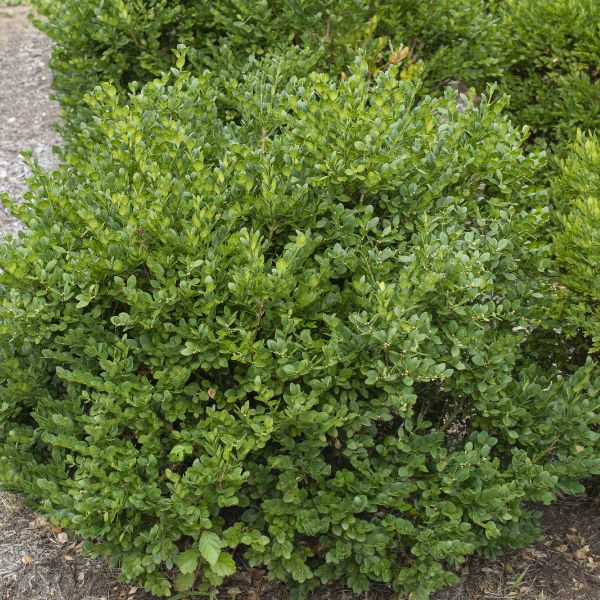 Gordo&trade; Boxwood