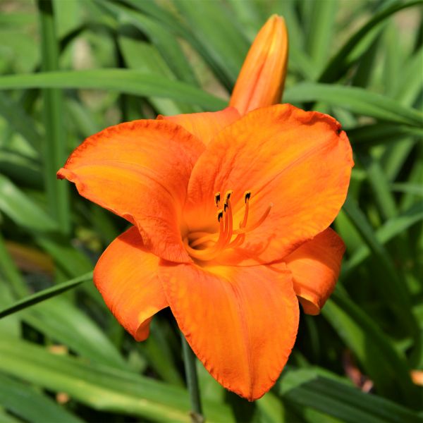 Mauna Loa Daylily