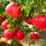 Parfianka Pomegranate Tree