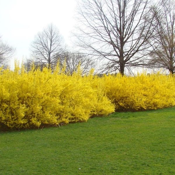 Sunrise Forsythia