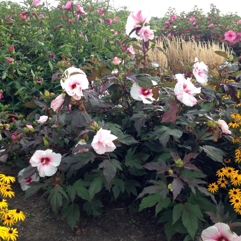 Kopper King Hardy Hibiscus