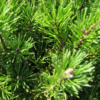 Mugo Pine