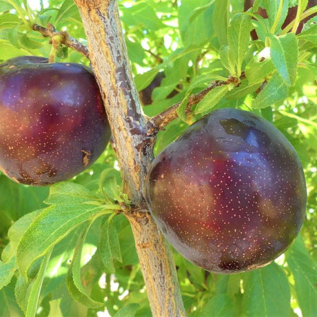 Burgundy Plum Tree