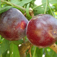 Santa Rosa Plum Tree