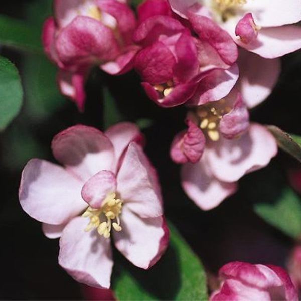 Close-up of Coralburst® crabapple pink flowers and deep rose buds