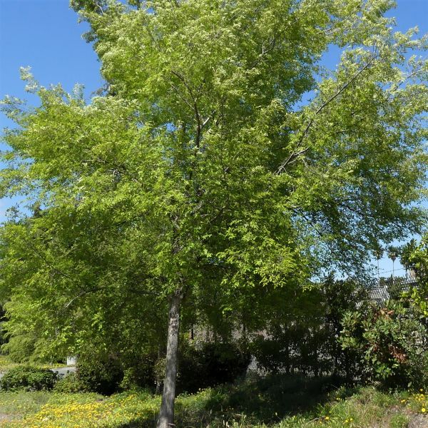 Bosque Elm