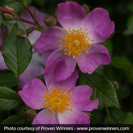 Oso Easy&reg; Fragrant Spreader Groundcover Rose