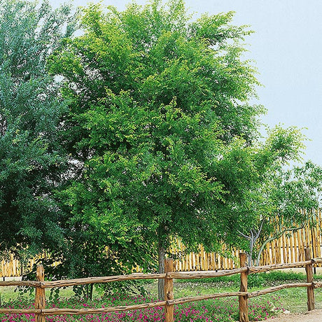 All&eacute;e&reg; Elm