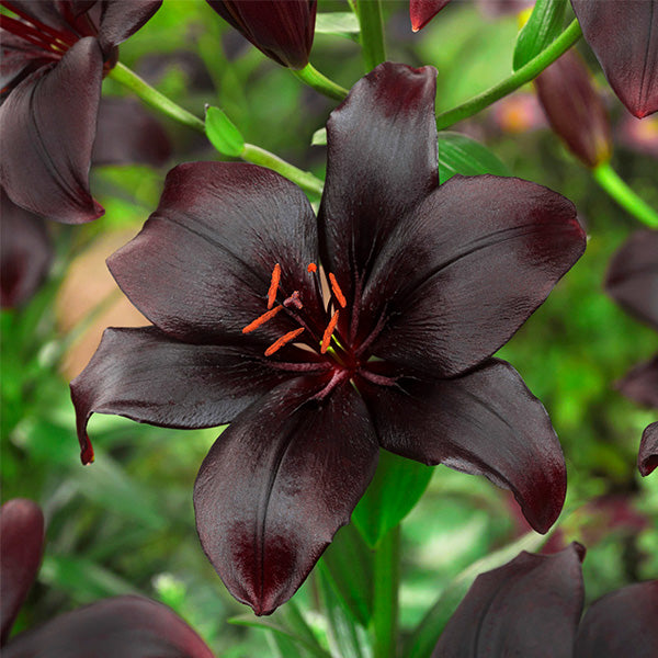 Black Charm Asiatic Lily