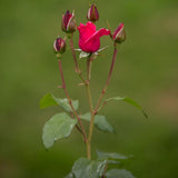 Easy Elegance&reg; Grandma's Blessing Rose