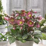 FrostKiss&trade; Pippa's Purple&reg; Lenten Rose