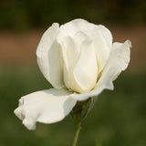 Home and Family Hybrid Tea Rose