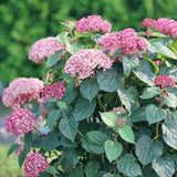 Invincibelle Garnetta&reg; Hydrangea