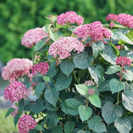 Invincibelle Garnetta&reg; Hydrangea