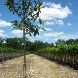 Robinson Crabapple Tree