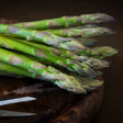 Jersey Knight Asparagus Plant