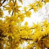 Arnold Dwarf Forsythia