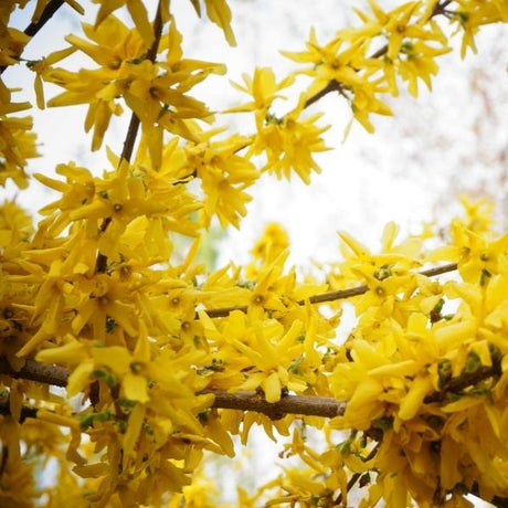 Arnold Dwarf Forsythia