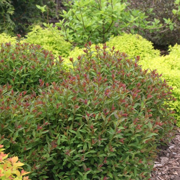Proven Winners? Color Choice? Double Play? Artisan? Spiraea