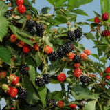 Ouachita Thornless Blackberry Bush