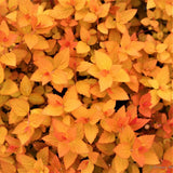 Double Play&reg; Candy Corn&reg; Spirea