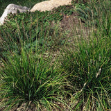 Autumn Moor Grass