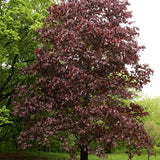 Crimson King Maple