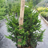 Filicoides Gold False Cypress