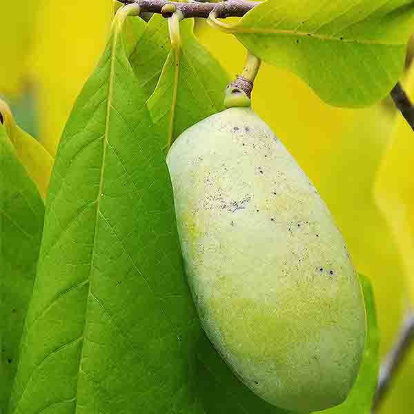 Sunflower Pawpaw Tree