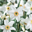 Pheasant's Eye Daffodil